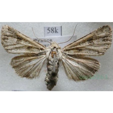 Anarta sodae (Rambur, 1829) France58k